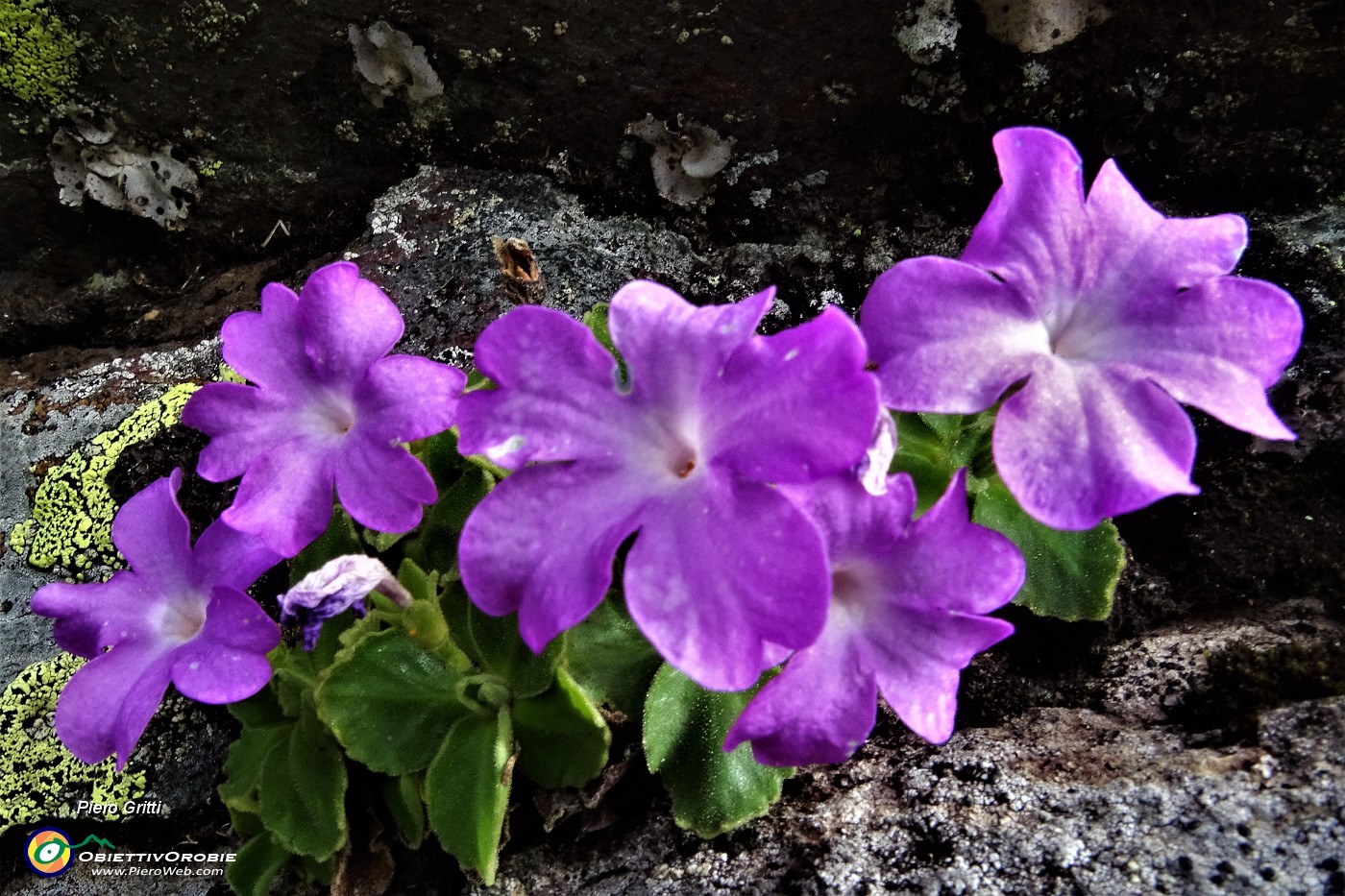 30 Primula Hirsuta.JPG